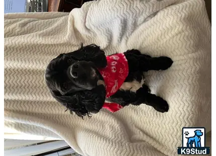 American Cocker Spaniel